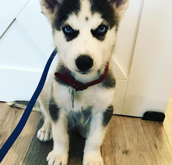 AAHA Vet in Dallas Texas Dallas Veterinary Clinic